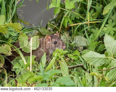 Close-up Shot Of The Common Rat (rattus Norvegicus) With Dark Grey And Brown Fur In The Green Grass