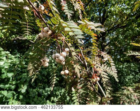 Koehne Mountain Ash (sorbus Koehneana) Turning It's Leaves Yellow And Later Bright Red And Bearing W