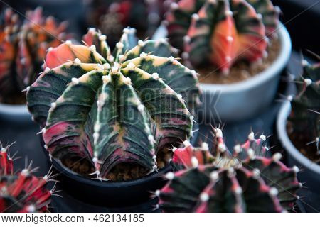 Cactus And Cactus Flowers Popular For Decorative