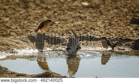 Gabar Goshawk Bathing With Two Juveniles Watchng In Kgalagadi Transfrontier Park, South Africa; Spec