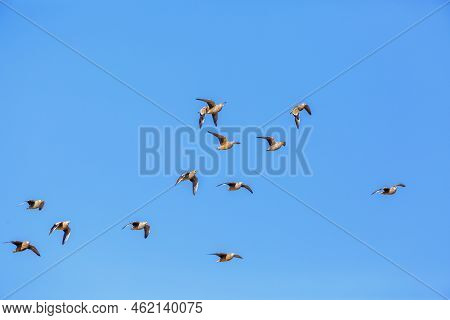 Flock Of Burchell's Sandgrouse In Flight Isolated In Blue Sky In Kgalagadi Transfrontier Park, South