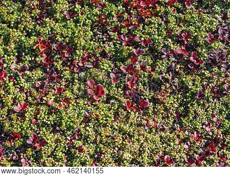 Background And Texture Tundra With Cranberries And Reindeer Moss