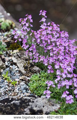 Pink Flower And Rock