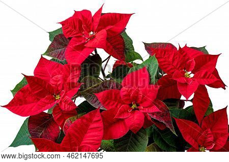 Red Poinsettia Plant Isolated Transparent Png. Christmas Eve Flower Or Flor De Pascua. Euphorbia Pul