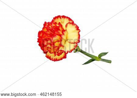 Bright Yellow Red Carnation Or Clove Pink Flower Isolated Transparent Png. Dianthus Caryophyllus.
