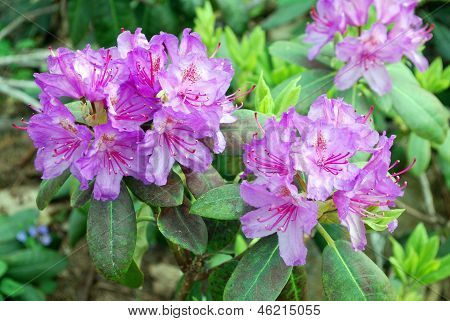 Lyserøde blomster