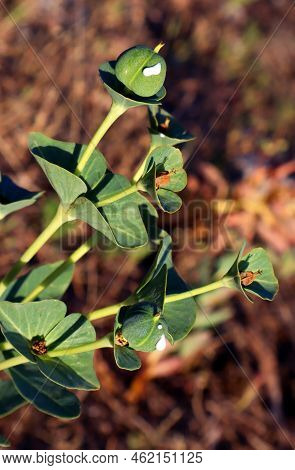 Green Fruits, Euphorbia Berries With White Milky Juice, Close-up. Euphorbia Helioscopia, Plants Of M