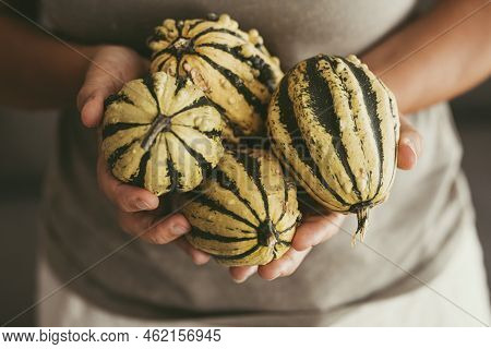 Close Up Of Woman Hands Holding A Lot Of Little Pumpkins In Autumn. October Concept Background And L
