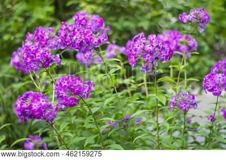 Garden Phlox. Pink And White Color Summer Phloxes Phloxes Paniculate Flower In A Garden