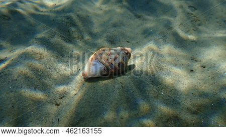 Seashell Of Sea Snail Of Southern Oyster Drill Or Redmouthed Rocksnail (stramonita Haemastoma) Under