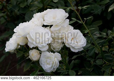 Beautiful Rose Flower 