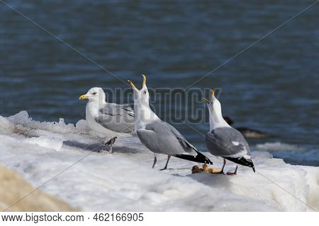A Herring  Gull (larus Argentatus Smithsonianus) On The Shores Of Lake Michigan, Wisconsin.