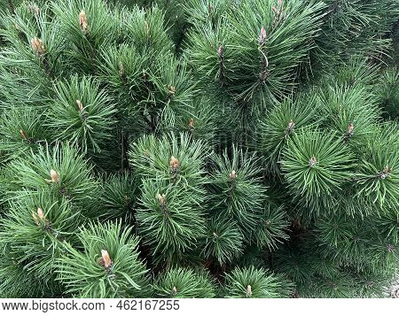 Background Of Mountain Pine (pinus Mugo) Close-up. Texture Of European Elfin Pine