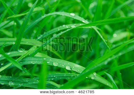 Gras