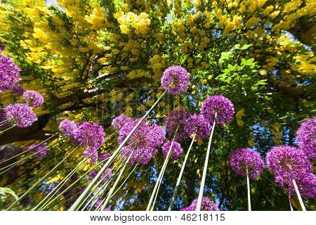 Alium Onion Flower