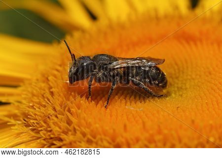 Closeup On A Jersey Mason Bee, Osmia Niveata Sitting On A A Yellow Inula Flower In The Garden
