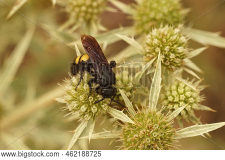 Closeup On A Harmless Medieterranean Black And Yellow Scolid Wasp, Scolia Hirta On Field Eryngo, Ery