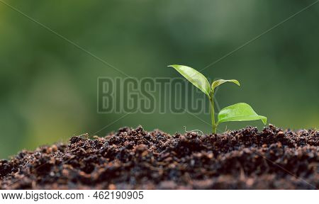 Seedling Plant Growing On Green Nature Environment Background. Interest Bank, Business Investment Gr