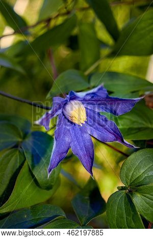 Blue Clematic Macro. Atragene Alpine Flowers In A Garden.