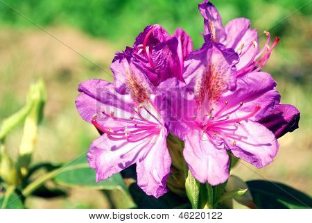 Lyserøde blomster