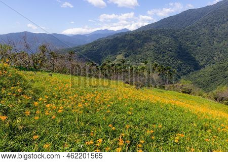 Orange day lily flower field in Taimali Kinchen Mountain in Taitung