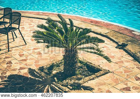 Small Palm Tree Near The Swimming Pool On Exotic Resort.