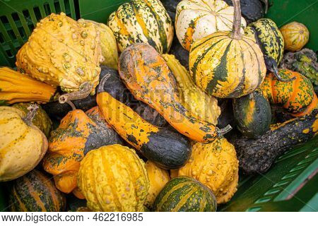 Different Types Of Ornamental Pumpkins On A Regional Seasonal Market In Autumn With Local Products I
