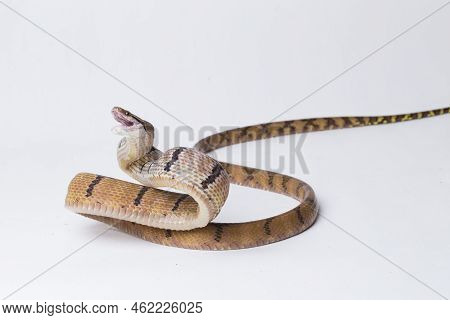 Boiga Cynodon, Commonly Known As The Dog-toothed Cat Snake Isolated On White Background