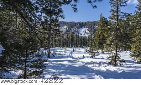 A Man In A Down Jacket Stands On A Path Trodden In The Snow. Around Coniferous Trees In Snowdrifts. 