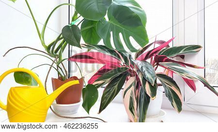 Stromanthe And Monstera Indoor Flowers With Striped Red And Green Leaves On Windowsill At Winter, Sn