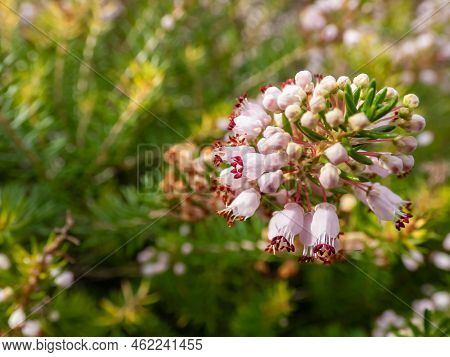 Macro Of Beautiful Bell-shaped, White, Pink And Red-purple Flowers Of Cornish Heath Or Wandering Hea