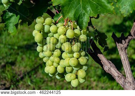 Photography On Theme Beautiful Berry Branch Grape Bush