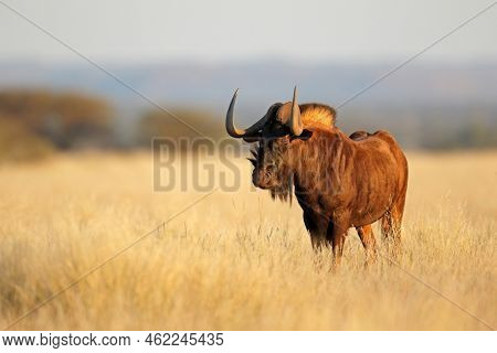 An alert black wildebeest (Connochaetes gnou) in open grassland, Mokala National Park, South Africa