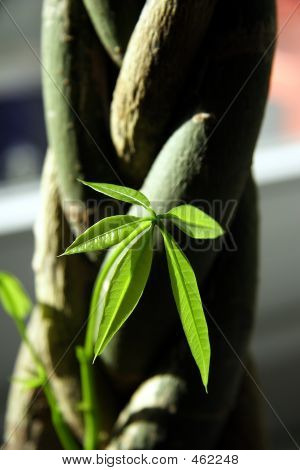 อ่อน