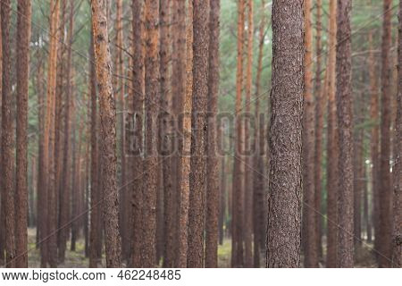 Close-up Of Pine Forest Tree Trunks. Beautiful Poland Forest Landscape In Autumn Season. Nature Back
