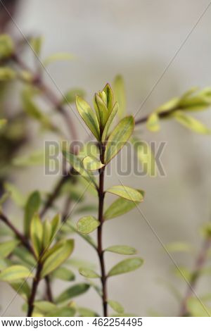 Shrubby Veronica Goldrush Leaves In The Garden