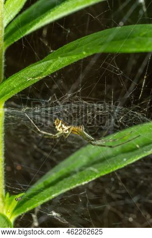 Natural Linyphia Triangularis Spider, Summer Sunny Day Natural Environment. Macro Photo