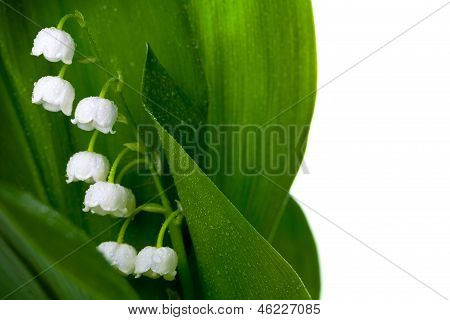 Lily z Dolina