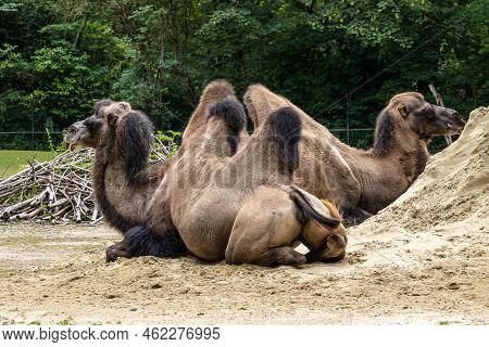The Bactrian Camels, Camelus Bactrianus Is A Large, Even-toed Ungulate Native To The Steppes Of Cent