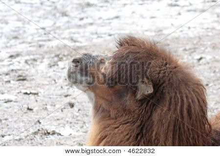 Camel