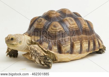 African Spurred Tortoise Geochelone Sulcata Isolated On White Background