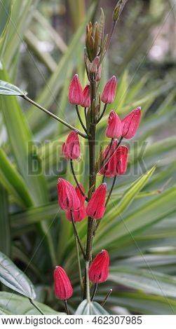 Tiny Red Flowers Of Brazilian Candles, Also Known With Scientific Name Pavonia Multiflora