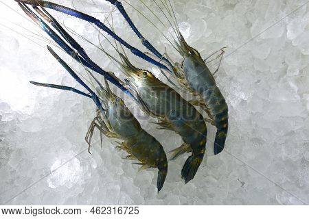 Giant Freshwater Prawns-big Headed Shrimps Big Fresh Shrimp In Thailand Market Is The Giant River Pr