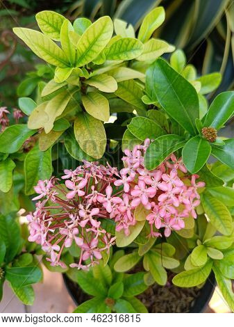 Pink Mini Flower Plant Close Up Shoot In A Garder. Ixoras Pink Flower Plant.