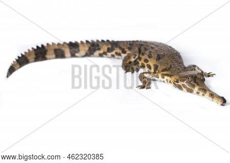 False Gharial (tomistoma Schlegelii),isolated On White Background