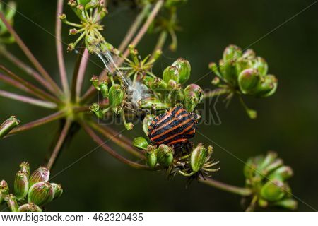 European Minstrel Bug Or Italian Striped Shield Bug Graphosoma Lineatum Climbing A Blad Of Grass