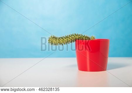 Red Pot With Cactus On A Blue Background. The Concept Of Male Problems In The Genital Area And Urolo