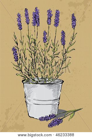 Lavanda in vaso