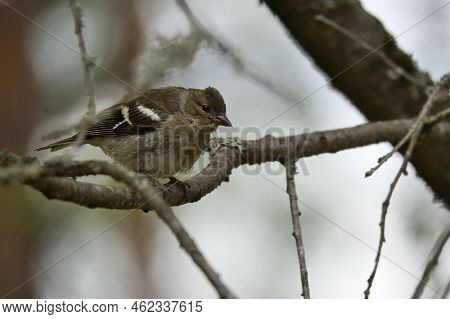 Chaffinch Young On A Branch In The Forest. Brown, Gray, Green Plumage. Small Songbird In Nature. Ani