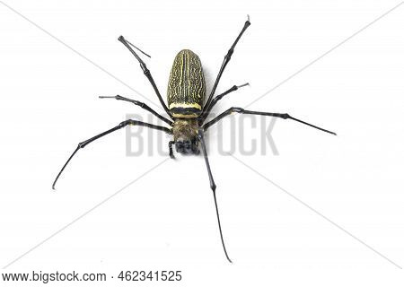 Giant Wood Spiders Or Golden Orb Web Spider, Nephila Maculata - Isolated On White Background